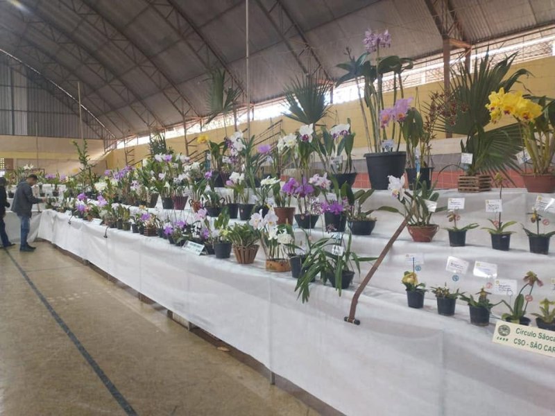 Exposição Nacional de Orquídeas começa nesta sexta-feira em Penápolis