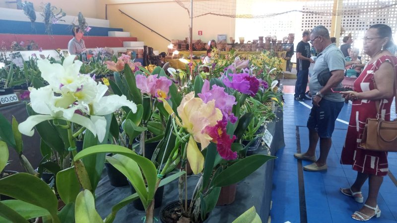 Flores: orquídeas exigem cuidados simples, mas atenção aos detalhes para florescerem com saúde e beleza