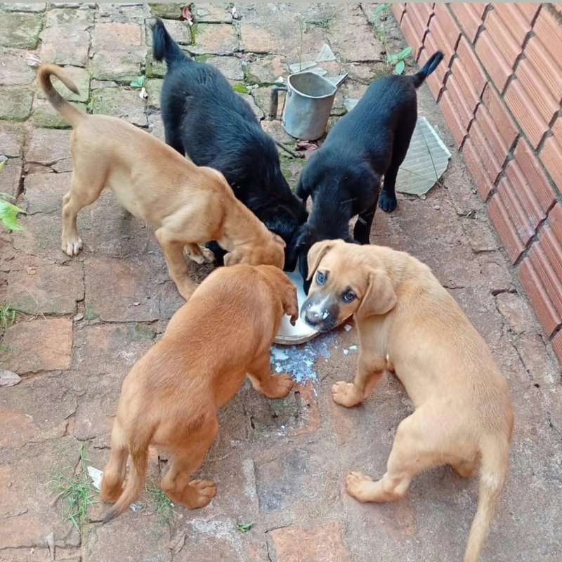 Região tem baixa adesão a pesquisa sobre bem-estar animal