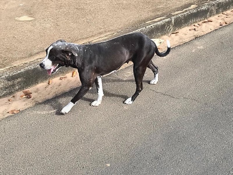 Acolhimento e proteção de cães e gatos em Penápolis é tema na Câmara Municipal