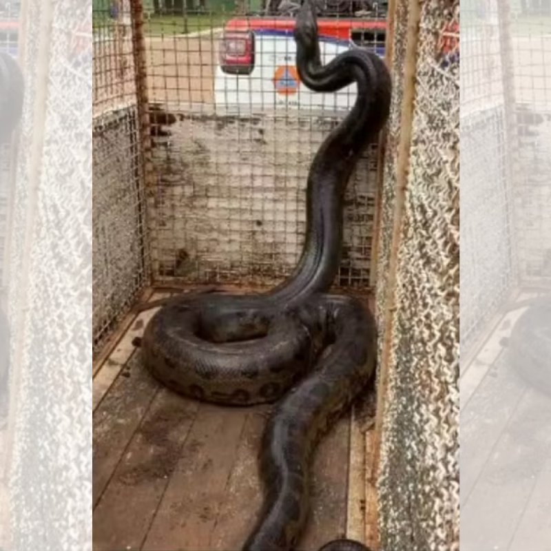 Sucuri é capturada na prainha de Buritama