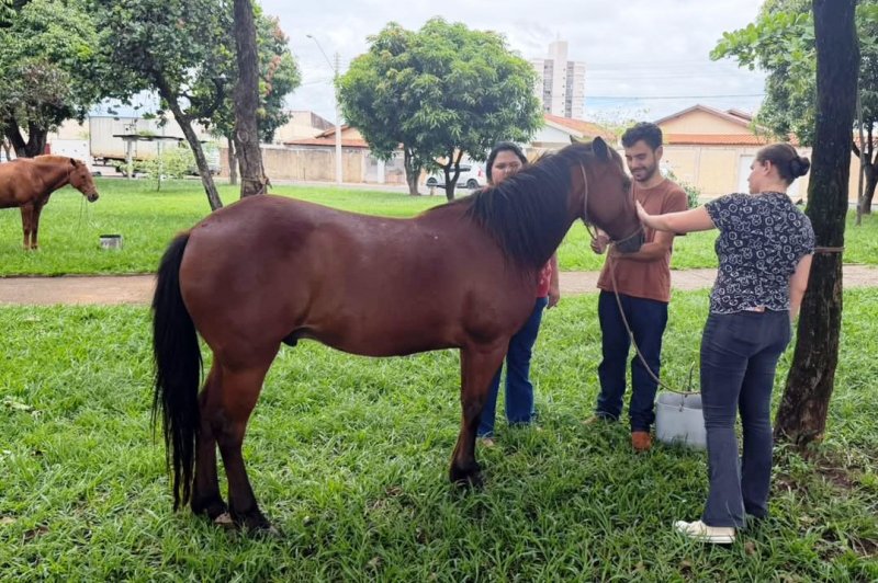 Operação Trote do Bem apreende cinco equinos em Penápolis