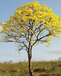 21 de Setembro, Dia da Árvore - Plante esta idéia!
