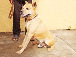 Avanhandava: População canina diminui a cada ano no município