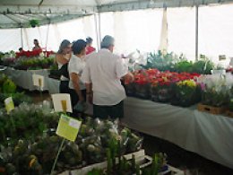Expoflor: Exposição termina hoje em Penápolis