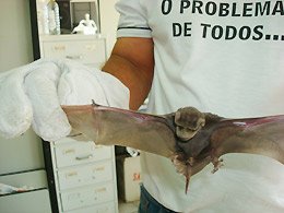 Perigo: Mais um morcego com raiva é encontrado no Sílvia Covas