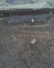Detalhes Notícia