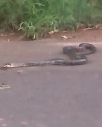 Avanhandava: Animais atormentam moradores da rua Tibiriçá