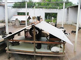 Esclarecimento: Câmara recebe presidente da Associação Protetora dos Animais