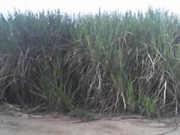 Palestra trata condicionamento de solo e nutrição de plantas
