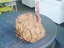 Penapolenses colhem em sítio batata doce de 8 kg