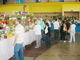 Orquídeas: Exposição superou expectativas dos organizadores