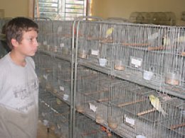 CANÁRIOS