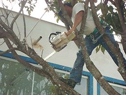 Treinamento sobre podas de árvores atrai participantes da região