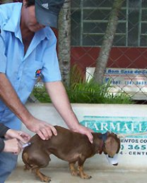Cães e gatos: Saúde realiza última etapa da vacinação dia 08