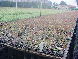 Flora Tietê promove evento sobre reposição florestal
