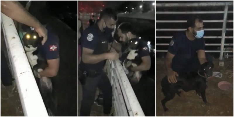Região: Cadela presa em calha de rio é resgatada por guarda