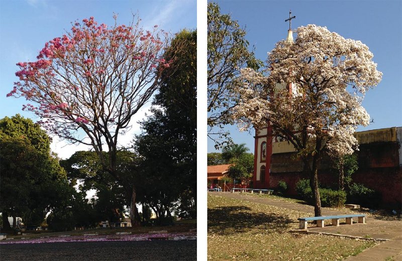 Ipê: Árvore atraente mais plantada no Brasil