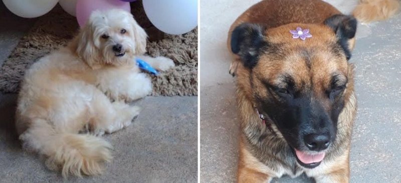 Cães morrem após serem esquecidos em carro de pet shop em Potirendaba