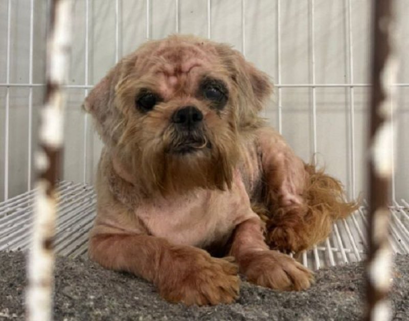 Tutora morre e 13 cães ficam abandonados em casa