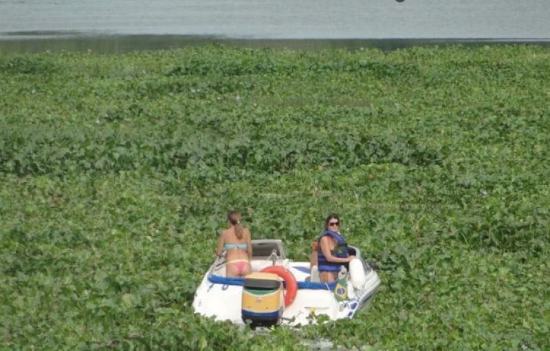 Algas cobrem Rio Tietê e impedem navegação, turismo e pesca no interior de SP