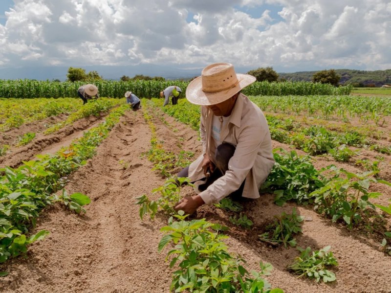 Agricultura familiar terá R$ 76 bilhões para produção de alimentos