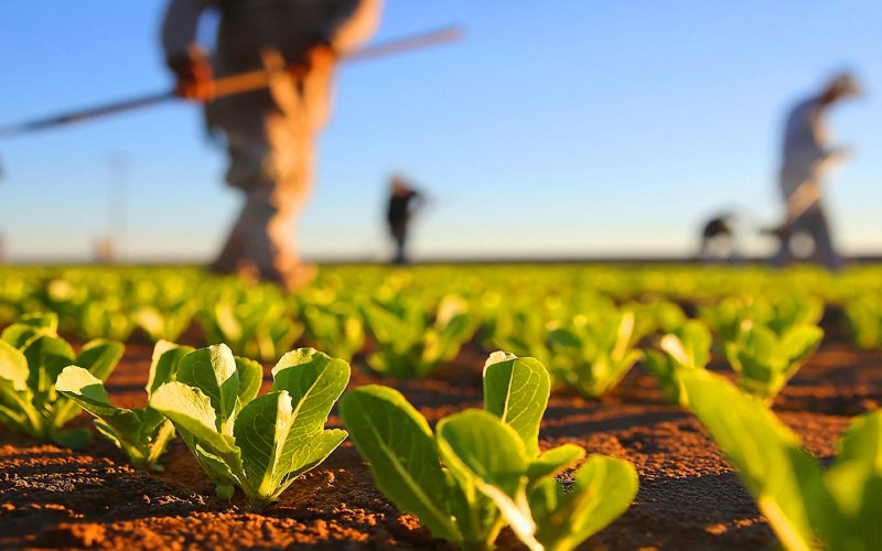28 de julho – Dia do Agricultor