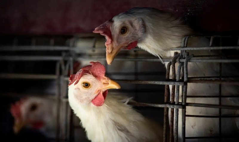 Gripe aviária: Brasil confirma dois focos e investiga seis casos