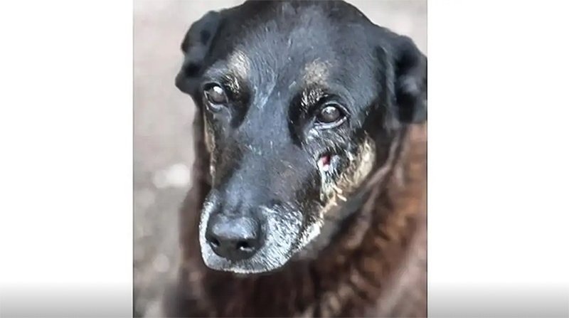 Polícia quer apreender passaporte de envolvido na morte do cão Orelha