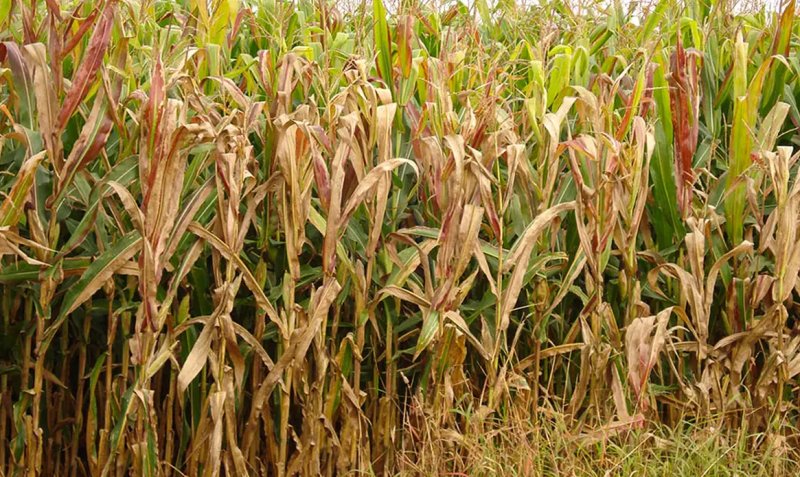Praga do milho provoca prejuízo de R$ 33,6 bilhões por ano