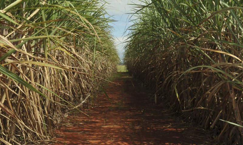 Safra de cana-de-açúcar deve crescer 4,7% em relação ao ano de 2025