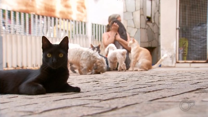 Fogos de artifício podem causar crises convulsivas e até desmaios em animais de estimação