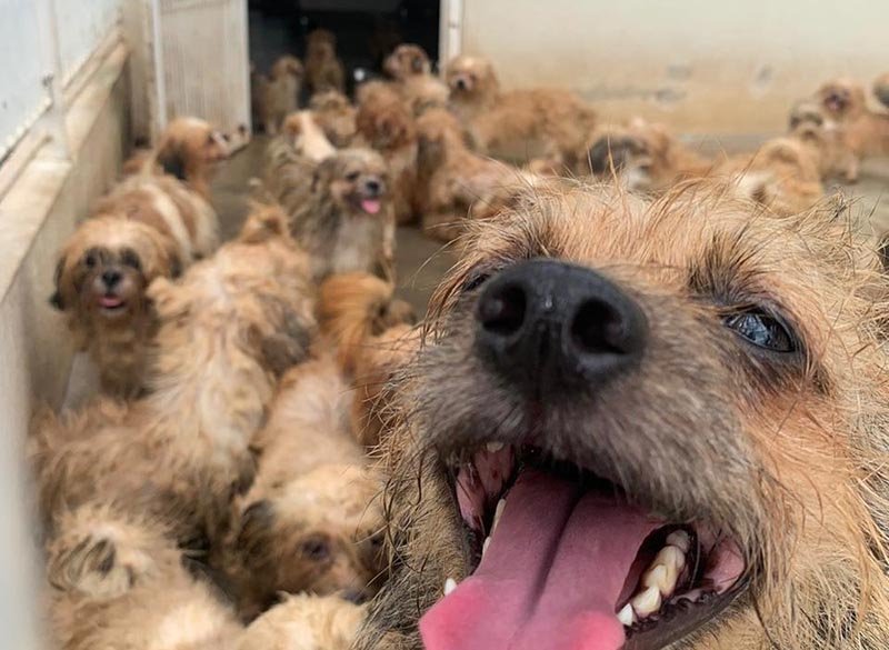 Polícia de Rio Preto resgata 66 cães de raça após denúncia de maus-tratos