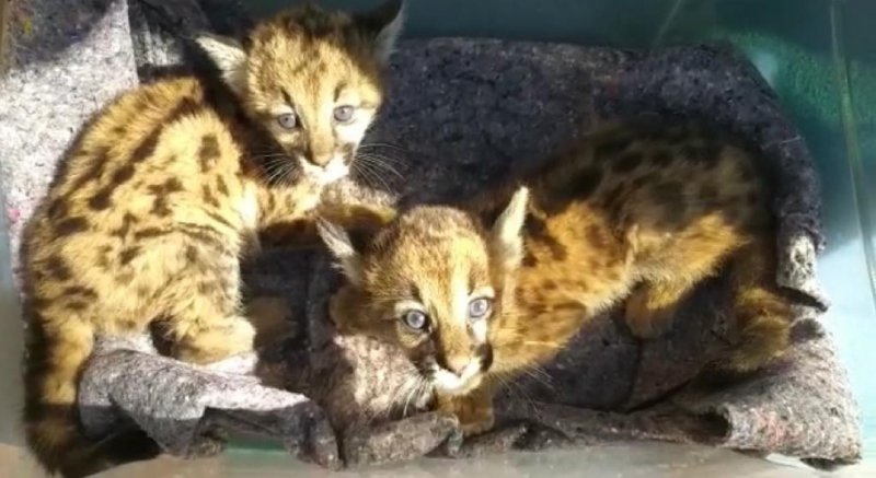 Filhotes de onça-parda são resgatados em fazenda