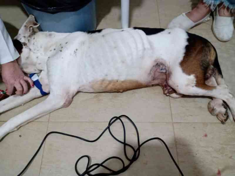 Jair Bolsonaro contesta pena maior para maus-tratos a animais e diz que fará 