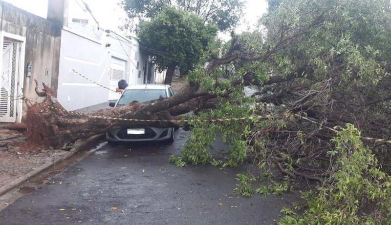 Árvores atingem carros estacionados durante temporal inesperado na cidade de Araçatuba