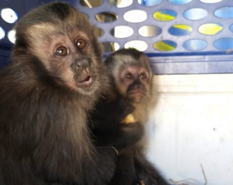 Mulher é flagrada transportando macacos-prego dentro de porta-luvas do carro
